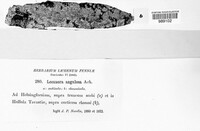 Lecanora carpinea image